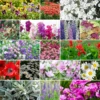 first-year-flowering-perennial-wildflower-mix-ebg-1-1200x1200