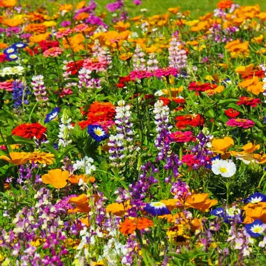 meadow-flower-seed-mix-flowering-ground-cover-1-3ec15d85-9e41-4ce2-a4b9-8a8560b5cda4